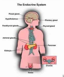 Anatomy & Physiology LEVEL 3 & 4